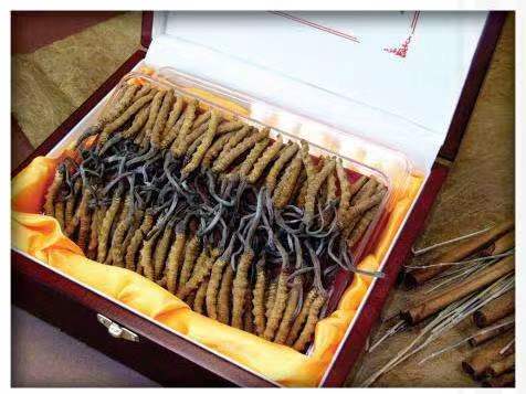 定边冬虫夏草回收